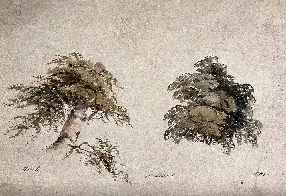 Two trees, beech (Fagus) and elm (Ulmus), with details of form. Watercolour by P. Lewis.
