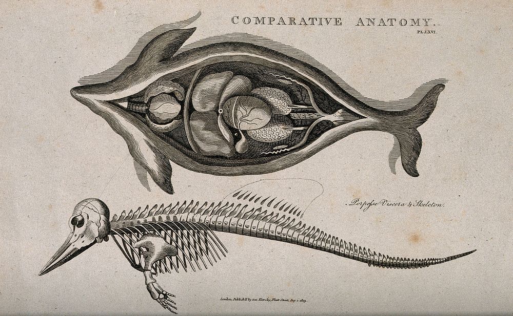 Skeleton and dissection of a porpoise, the latter showing the internal organs. Line engraving after a drawing by S. Edwards…
