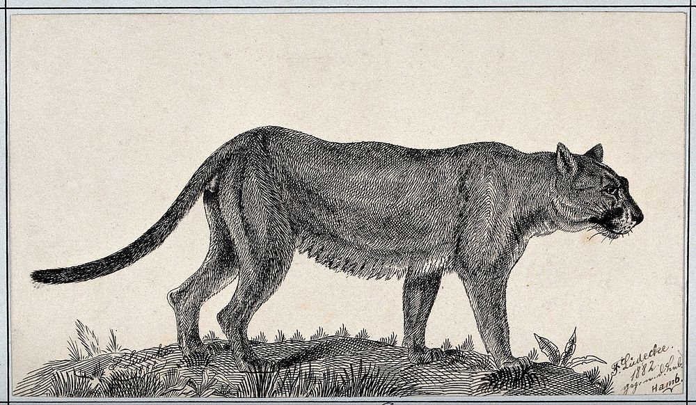 A puma. Reproduction of an etching by F. Lüdecke.