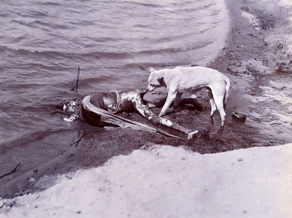 Benares (Varanasi), Uttar Pradesh: a human cadaver abandoned in the water being examined by a dog. Photograph.