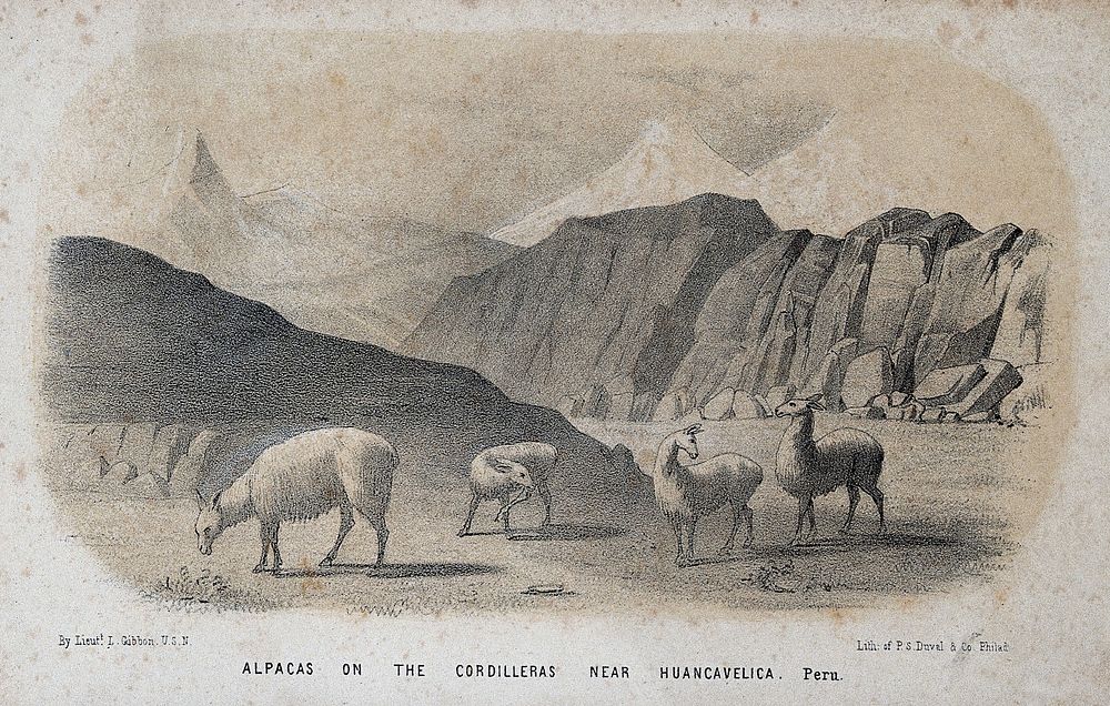 Alpacas grazing in Peru. Lithograph by P S Duval & Co after Lieut L Gibbon, U.S.N.