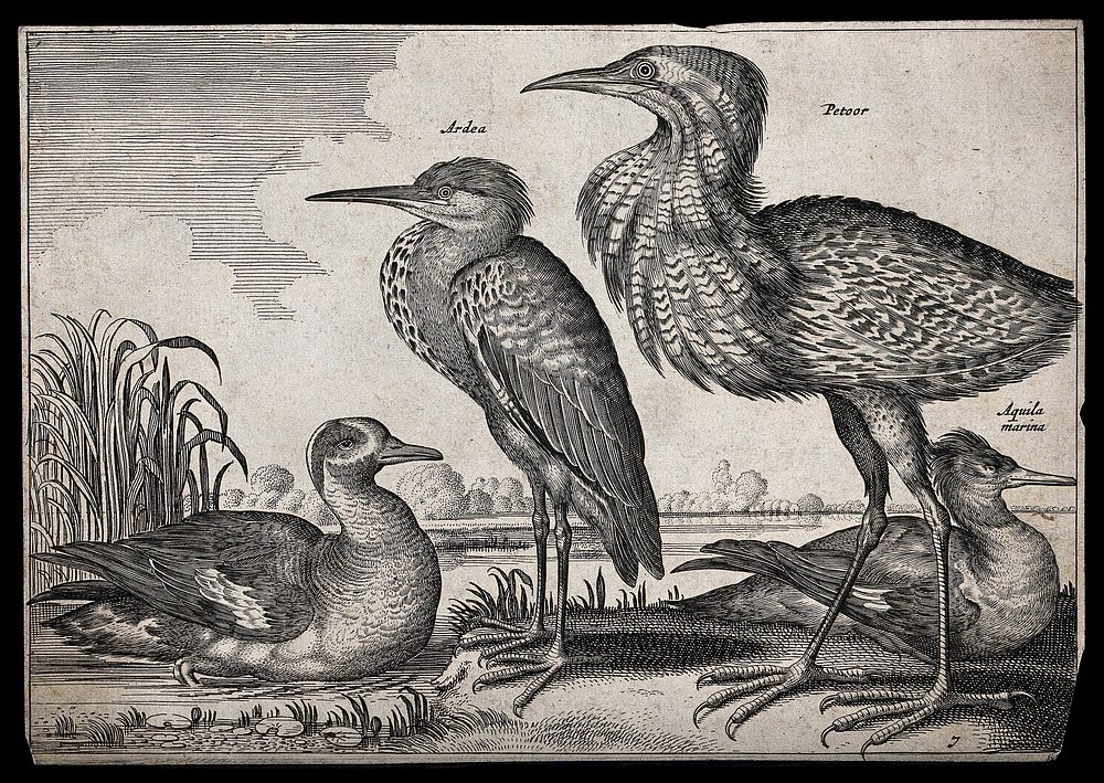 Two herons and several other water birds set in natural surroundings. Etching, 17th century.