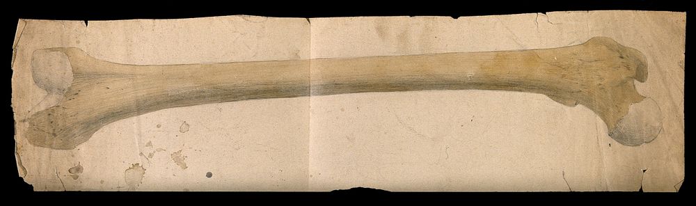 Femur bone. Watercolour and pencil drawing by J.C. Whishaw, 1852/1854.