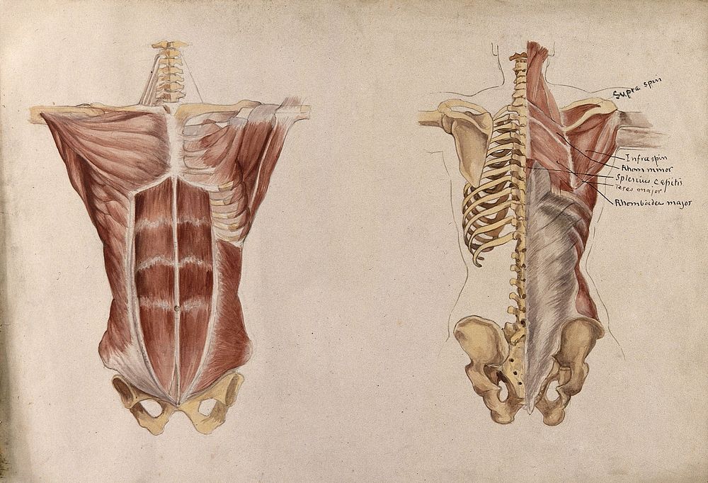 Muscles and bones of the trunk: five écorché figures showing front and back views of the torso. Watercolour by A.…