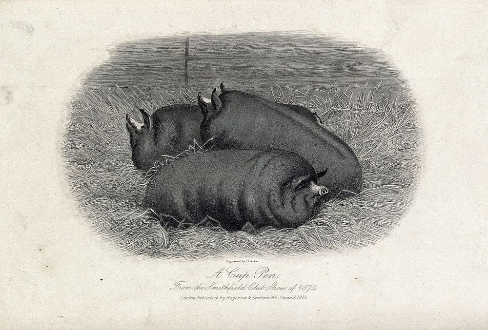 A pen of three pigs. Etching by E. Hacker, ca 1874.
