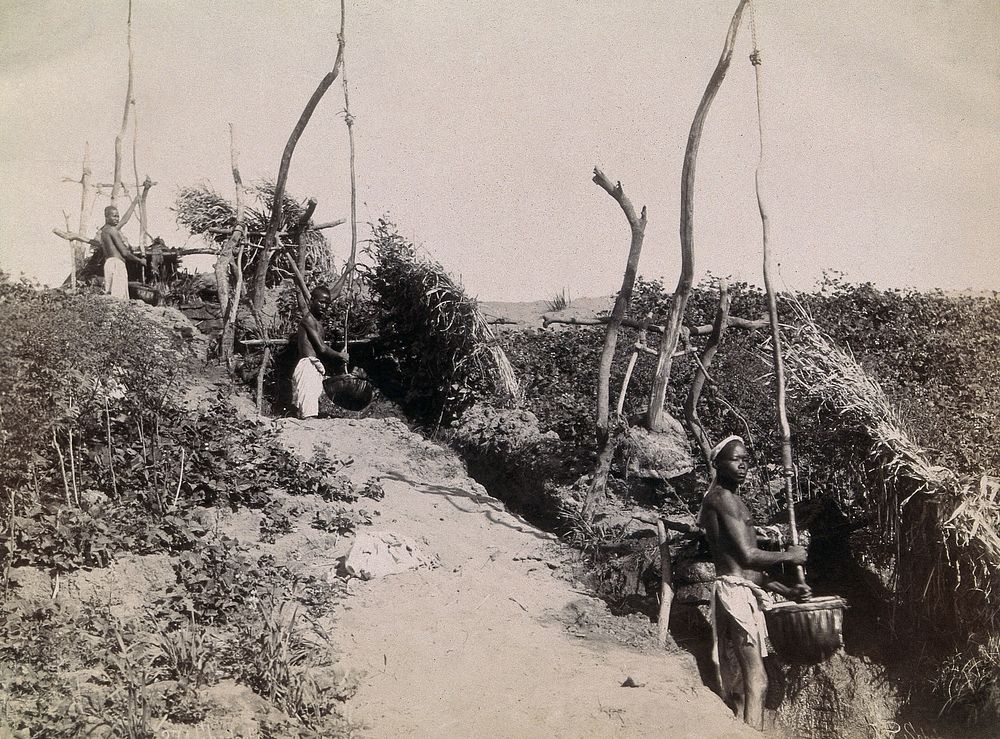 Shadufs, or water cranes, North Africa: men are shown operating water raising machines. Photograph by P. Sébah, 1870/1886.