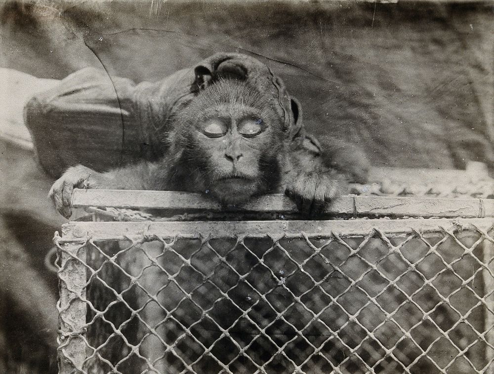 The Pasteur Institute, Kasauli, India: a caged monkey with drooping eyes (ptosis) due to rabies. Photograph, ca. 1910.