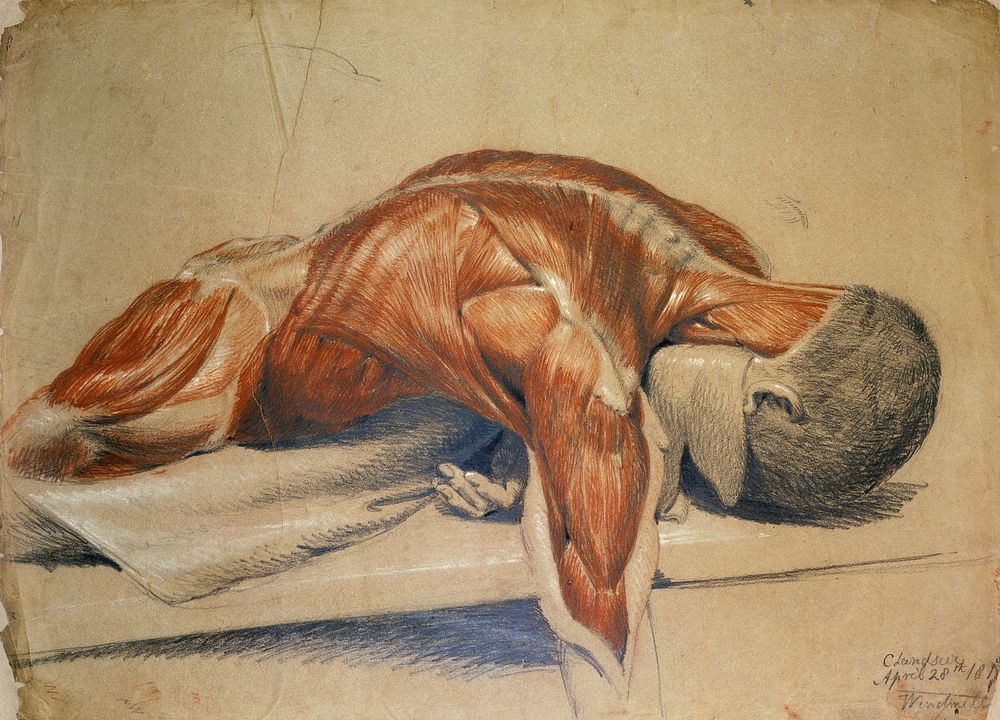 An écorché figure (life-size), lying prone on a table: the right arm hangs down below the table. Red chalk and pencil…