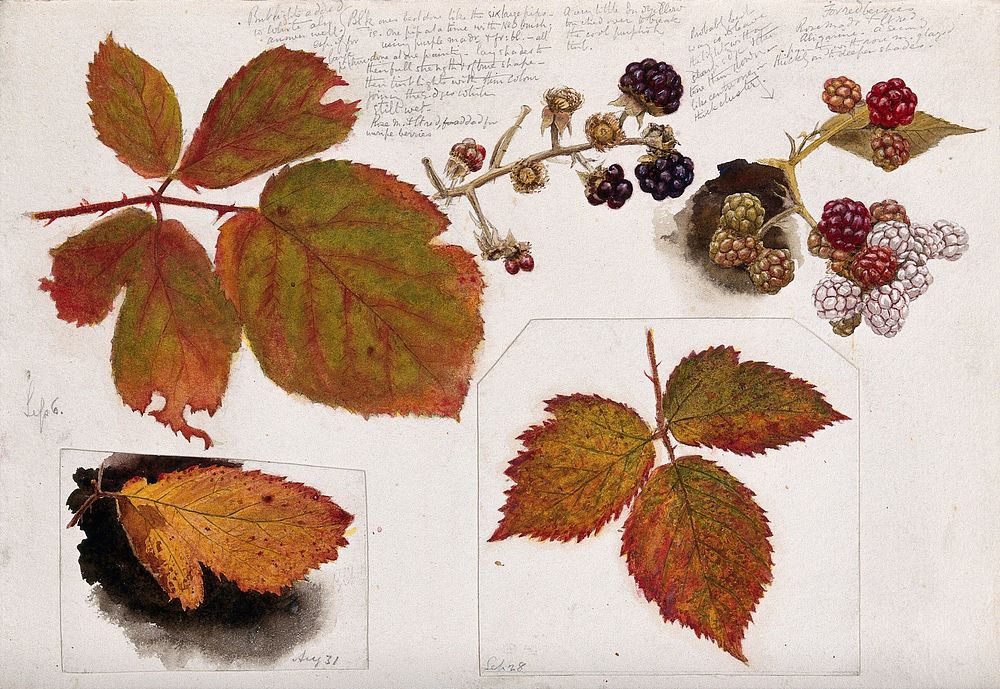 Autumn leaves and fruits of bramble (Rubus species). Watercolour drawings.