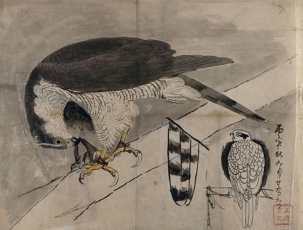 A hawk tearing apart a slither of animal flesh. Painting by a Chinese artist.