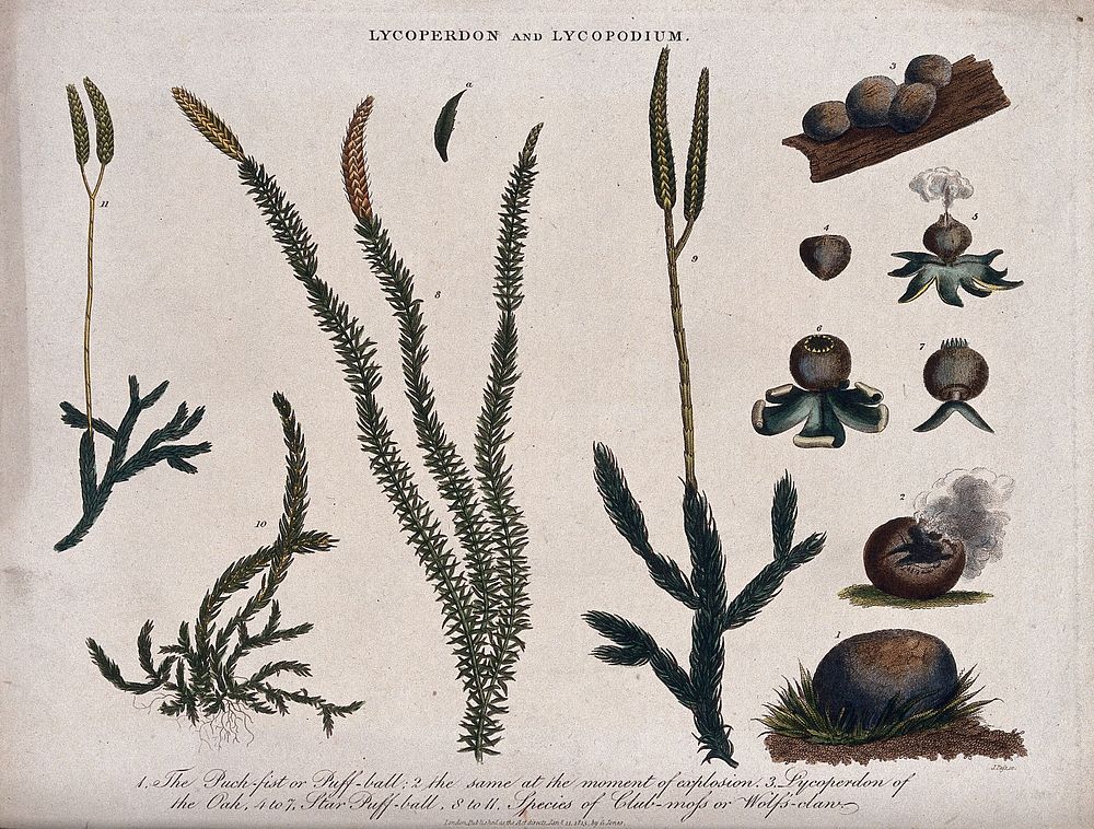 A dehiscing puffball (Lycoperdon species) and four types of clubmoss (Lycopodium species). Coloured etching by J. Pass, c.…