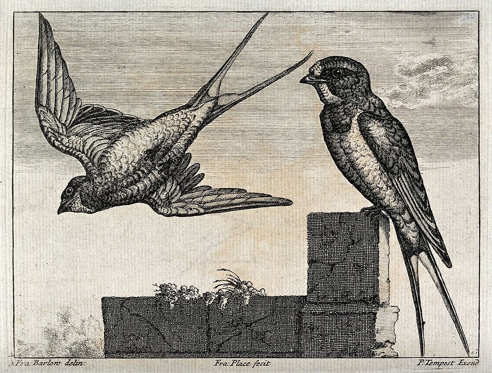 Two house martins or swallows. Engraving by F. Place, ca. 1690, after F. Barlow.