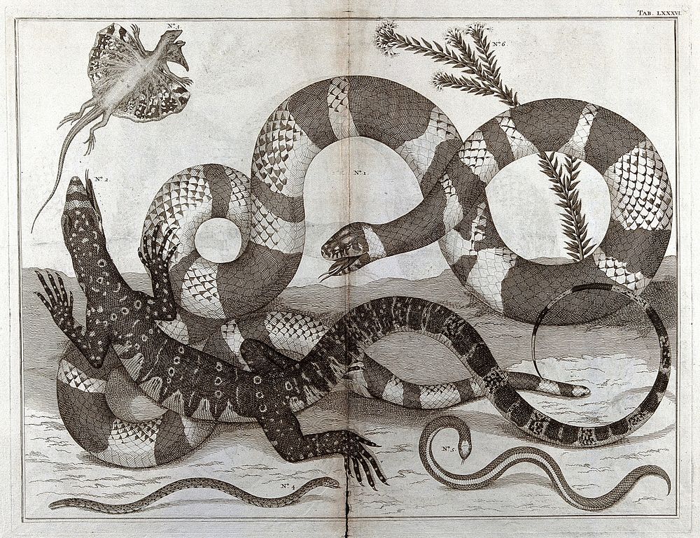 Snakes and lizards. Etching, 18--.