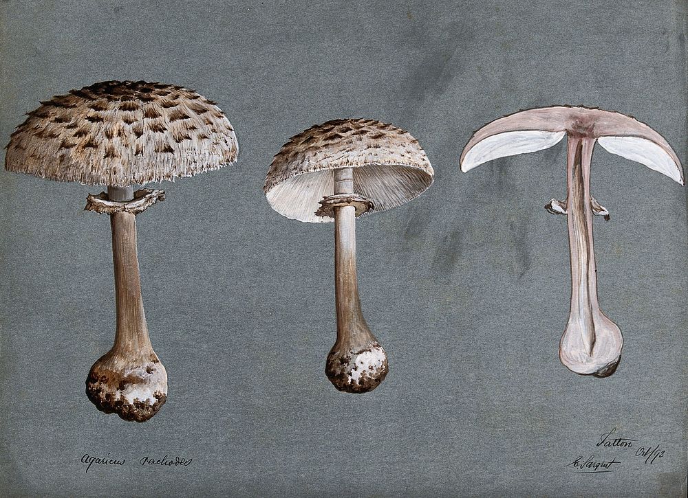 Shaggy parasol mushrooms (Lepiota rhacodes): three fruiting bodies, one sectioned. Watercolour by E. Sargent, 1892.