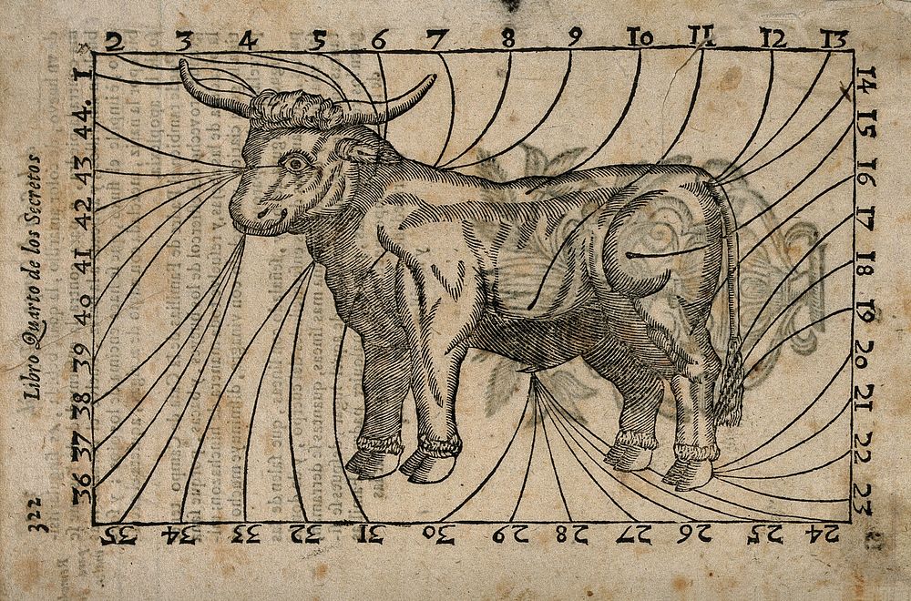 A bull, with parts of the body indicated and numbered: the numbers forming a border around the image. Woodcut, 17--.