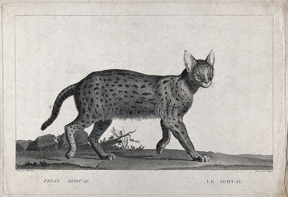 A serval (felis serval). Etching by S. C. Miger, ca. 1808, after N. Maréchal.