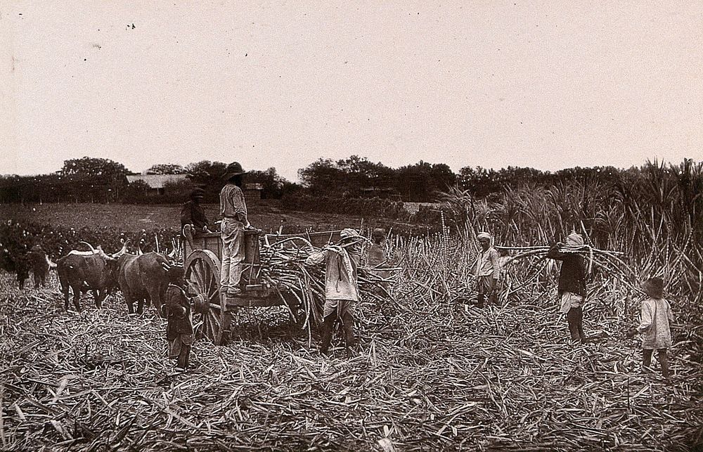 Natal, South Africa: workers cutting sugar cane on a plantation. Woodburytype, 1888, after a photograph by Robert Harris.