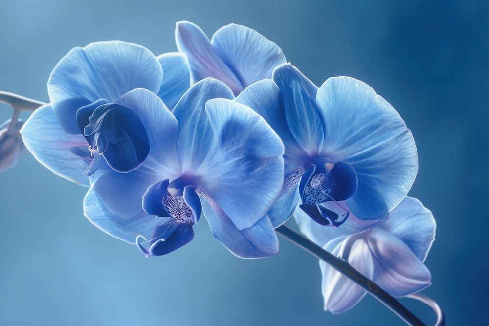 Blue orchid outdoors blossom nature.