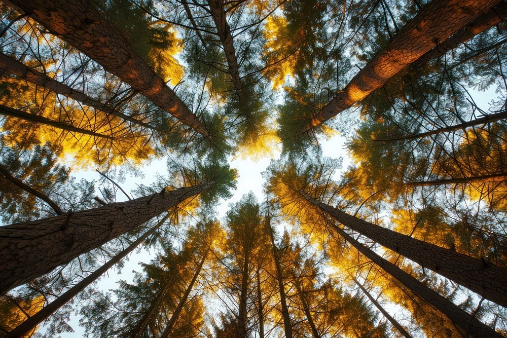 Photo of tall trees forest sunlight outdoors.