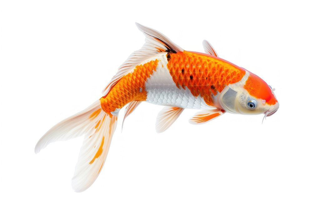 A koi fish jumping on the air goldfish animal white background.