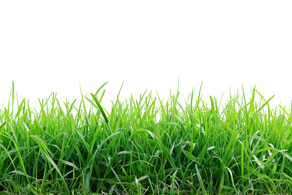 Spring fresh green grass backgrounds outdoors plant.