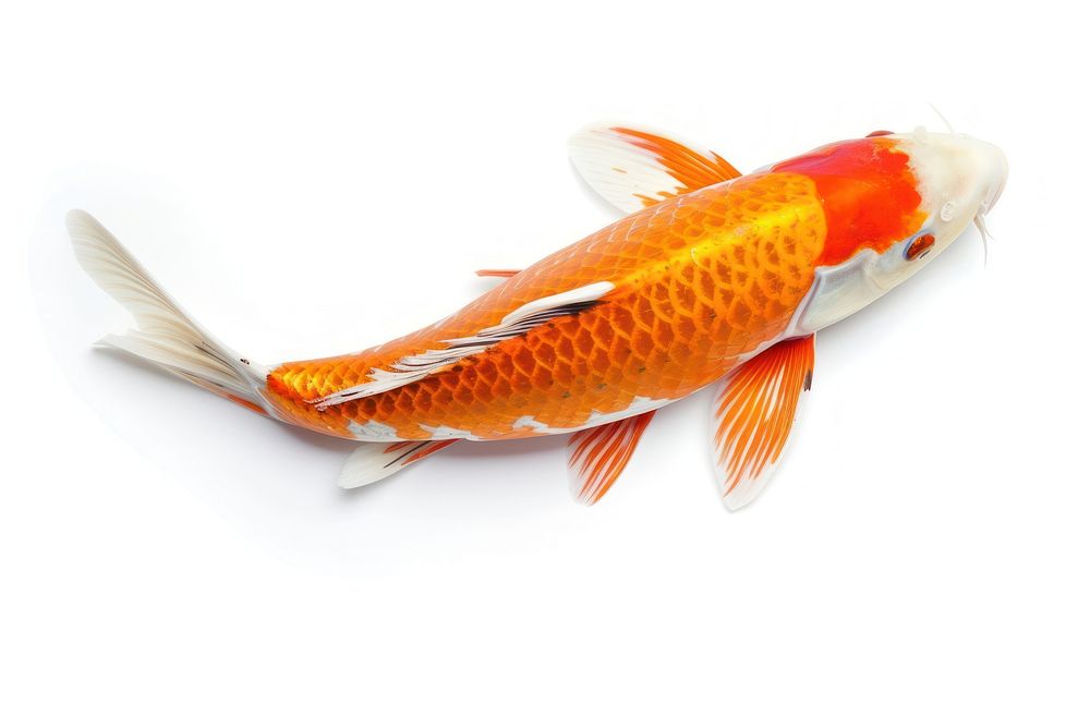 Koi fish animal carp white | Premium Photo - rawpixel