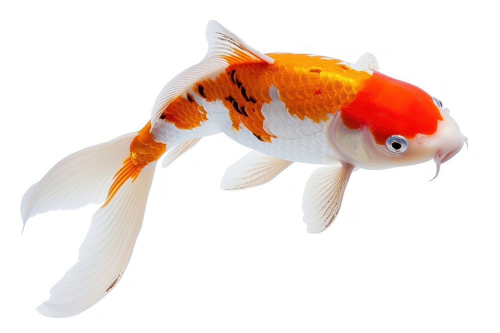 Fish goldfish animal koi.