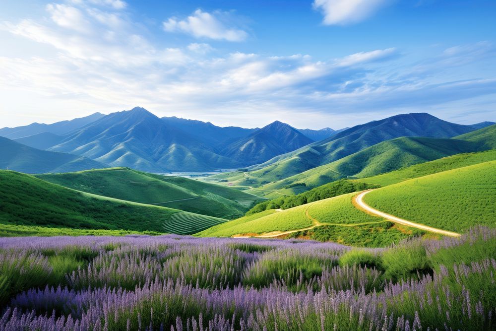 Lavender field against mountain landscape grassland panoramic.