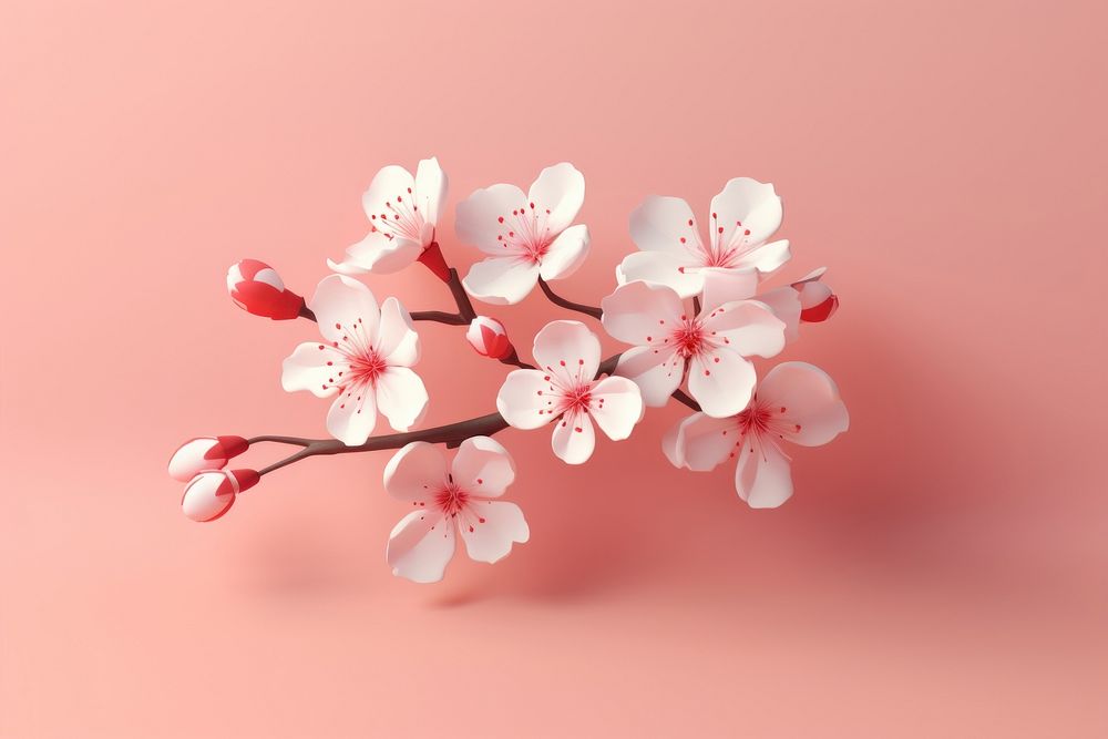 Cherry blossom flower cherry plant.