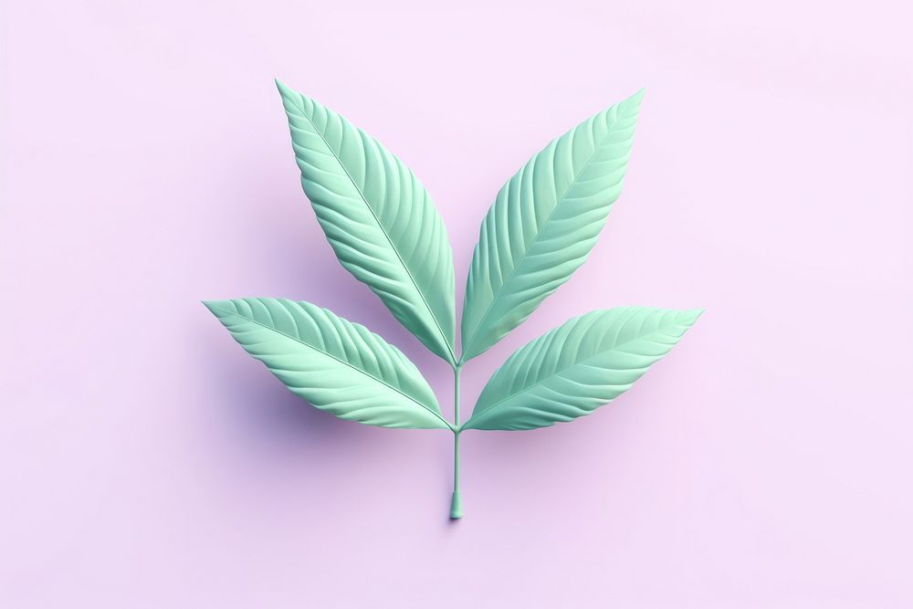 Leaf leaf plant cannabis.