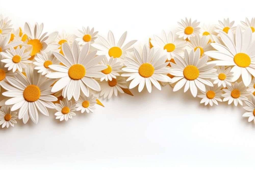 Daisy backgrounds flower petal.