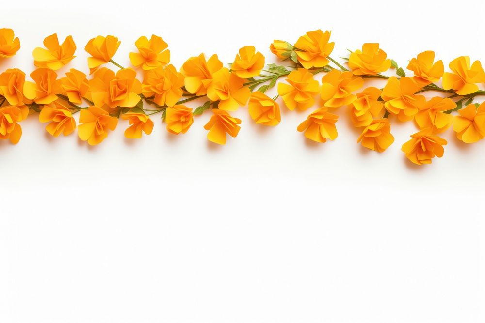 Backgrounds marigold flower plant.