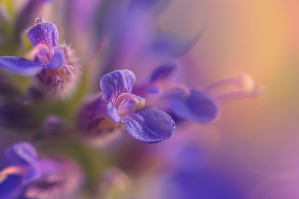 Extreme close up of wildflower lavender blossom purple.