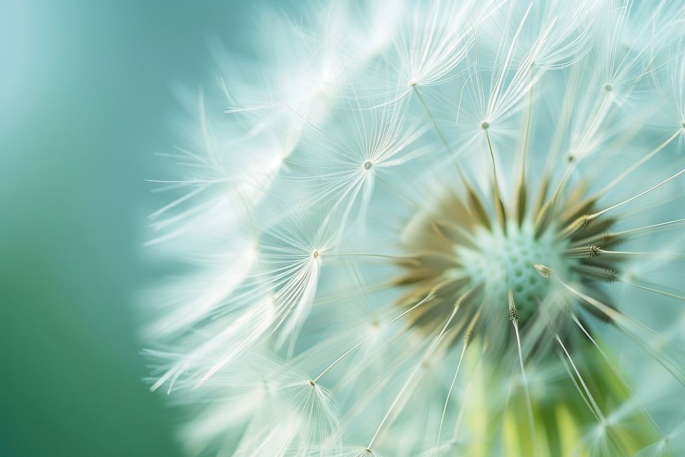 Extreme close up dandelion wildflower plant inflorescence backgrounds.
