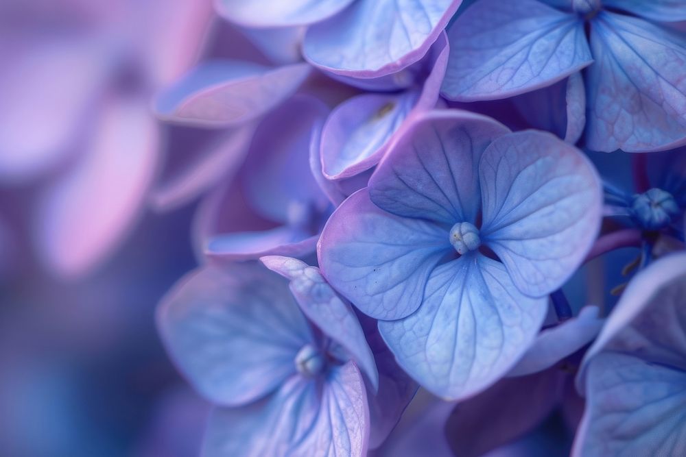 Extreme close up hydrangea wildflower blue inflorescence backgrounds.