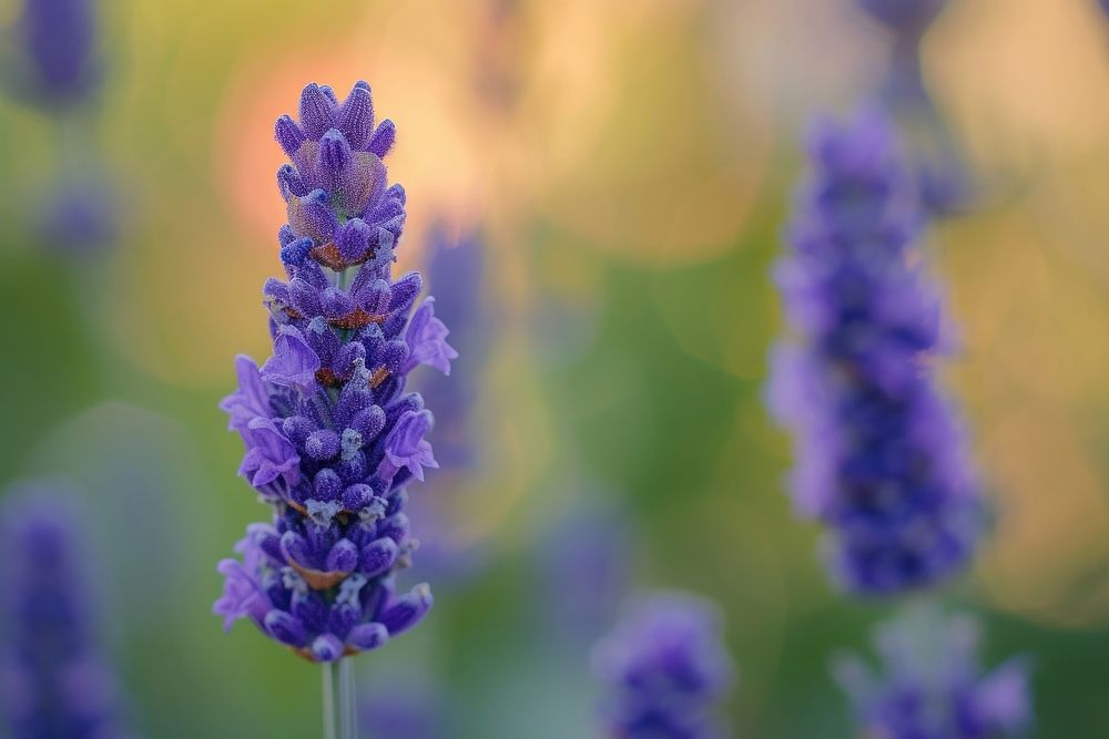 Extreme close up lavender wildflower blossom plant inflorescence.