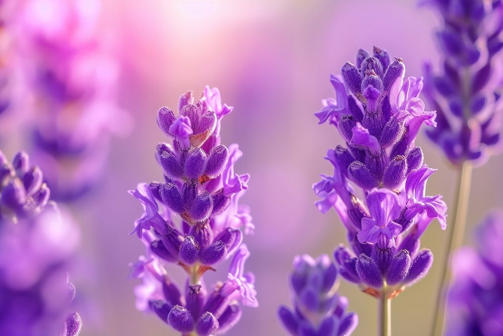 Extreme close up lavender wildflower blossom purple plant.