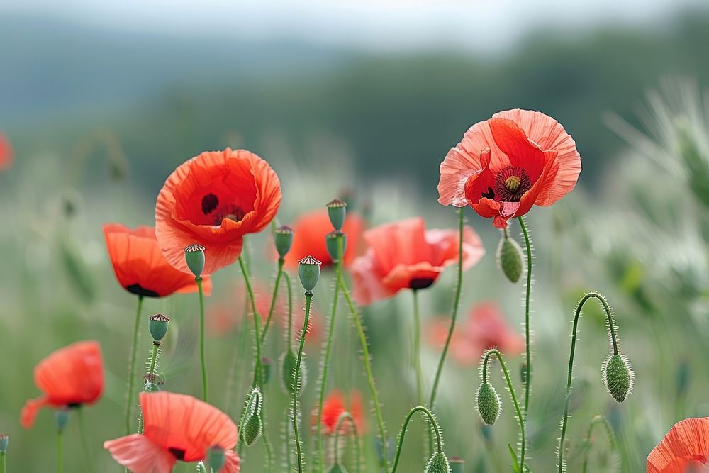 Field of poppy flowers nature plant inflorescence.