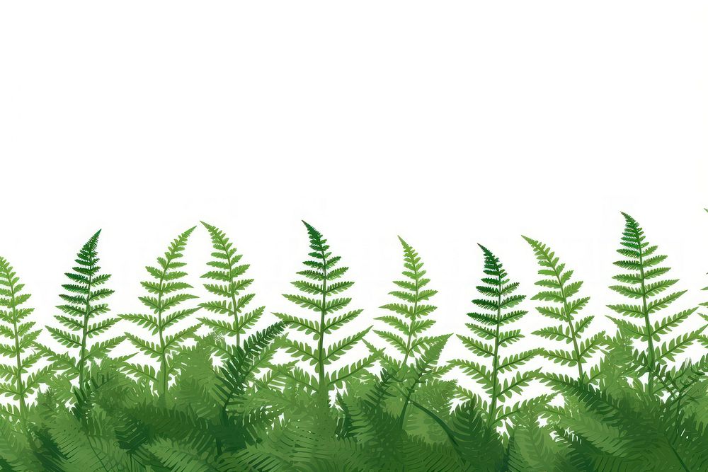 Fern fern backgrounds plant.