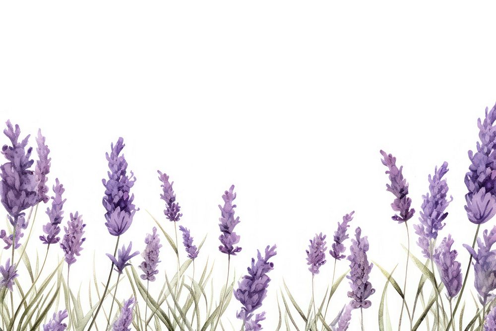 Lavender lavender backgrounds blossom.