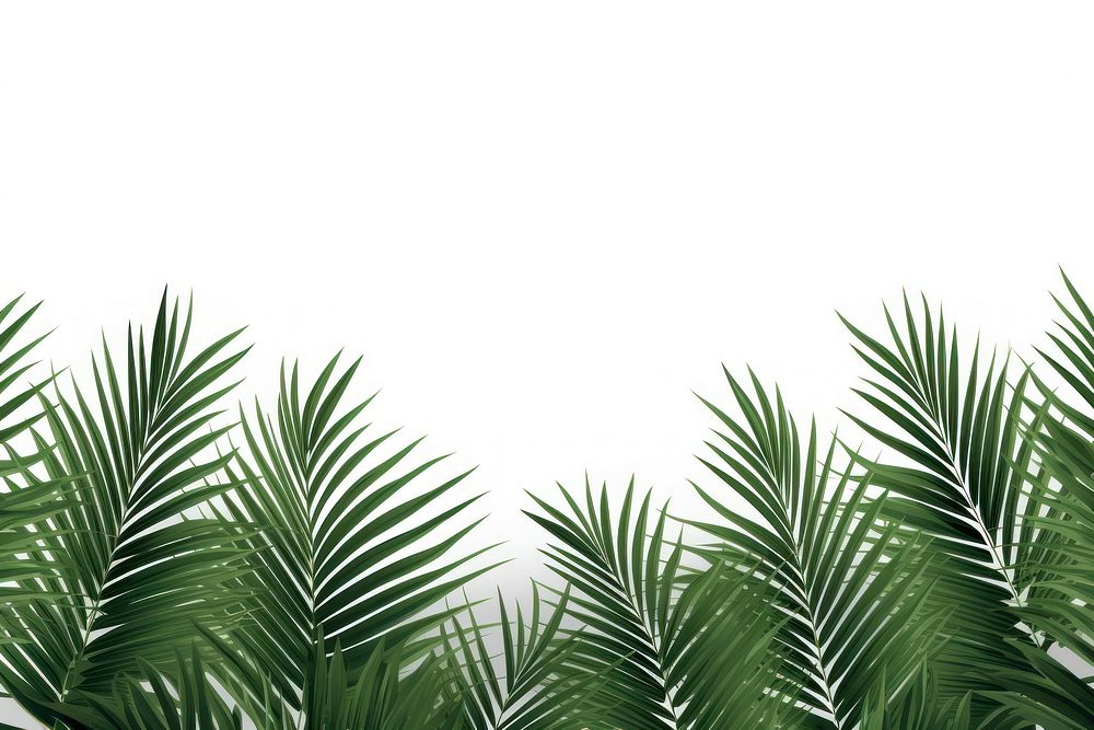 Palm leaves backgrounds vegetation outdoors.