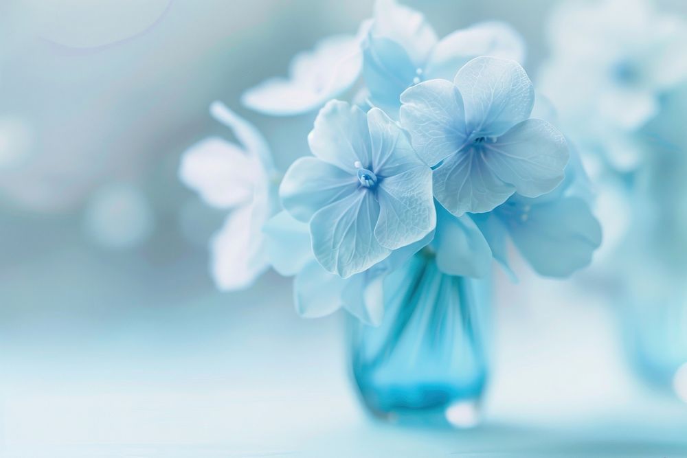 Light blue cute wallpaper blossom flower nature.
