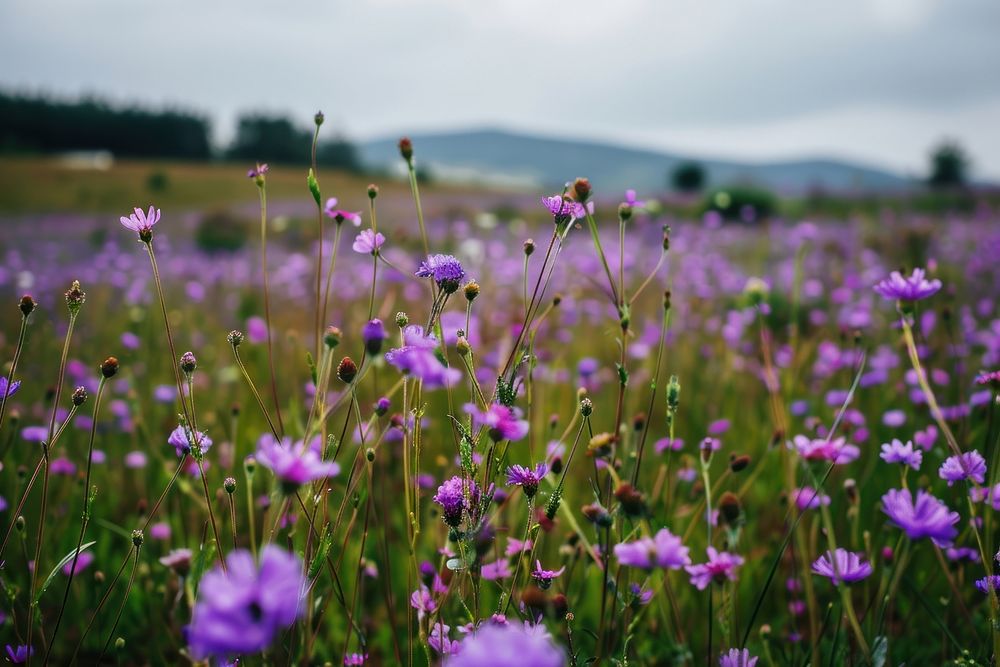 Purple flower field landscape grassland outdoors.