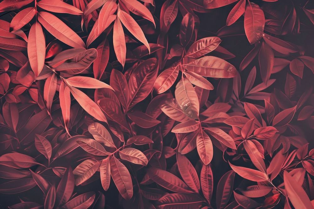 Red botanical wallpaper background backgrounds nature plant.