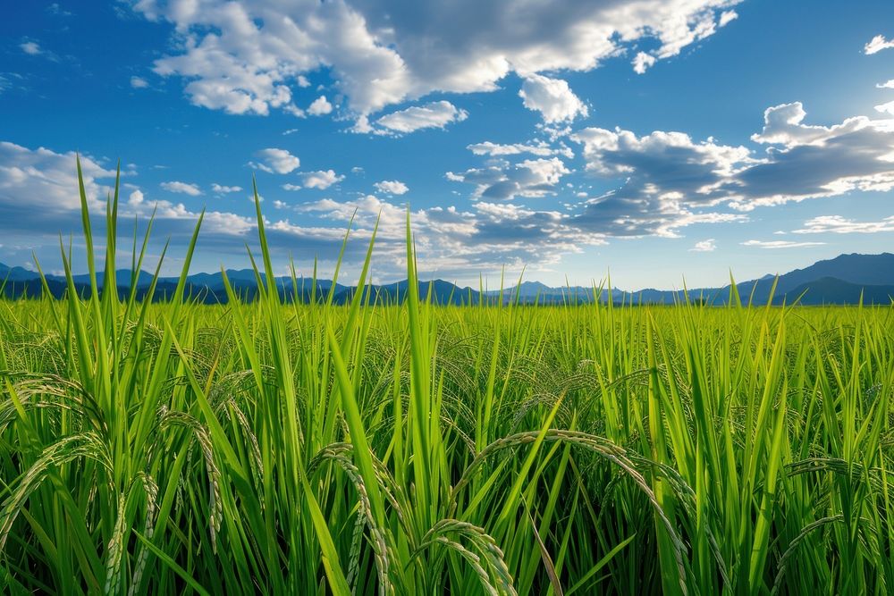 Rice field landscape outdoors horizon.