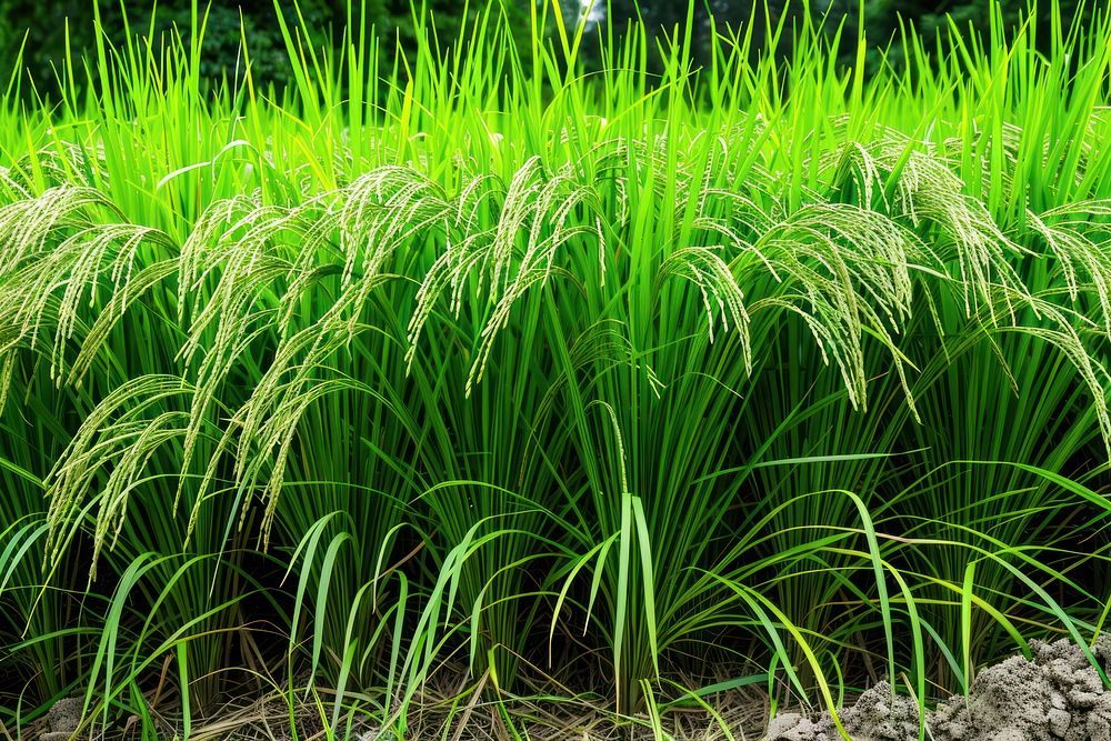 Rice field outdoors nature plant.
