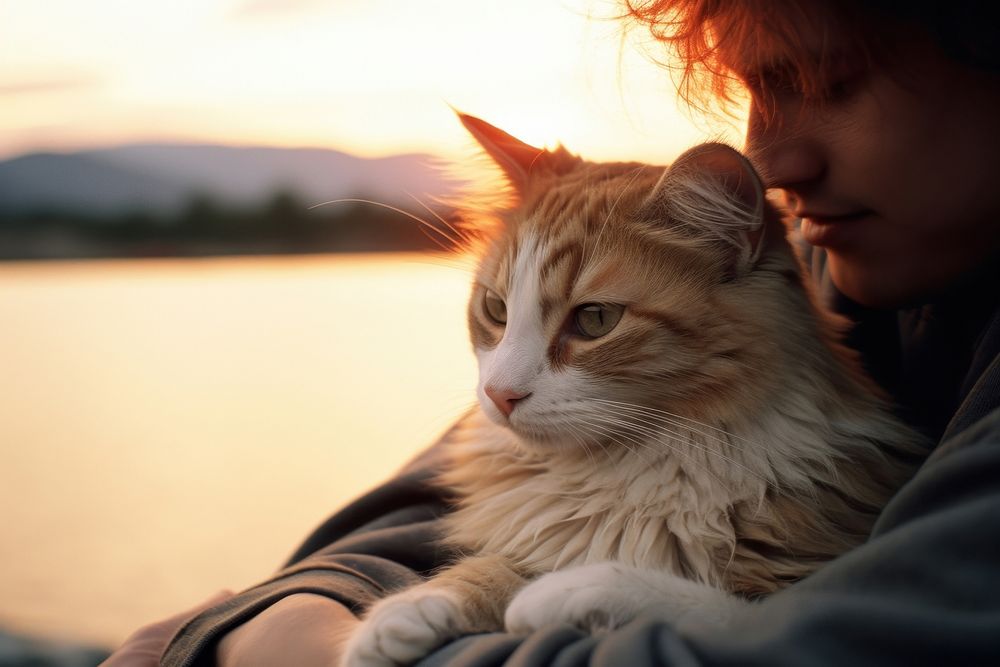 Person play with a cat photography portrait outdoors.
