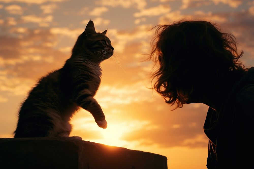 Person play with a cat sunset photography outdoors.