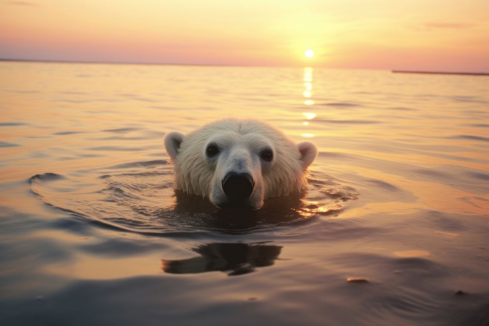 Polar bear wildlife swimming outdoors.