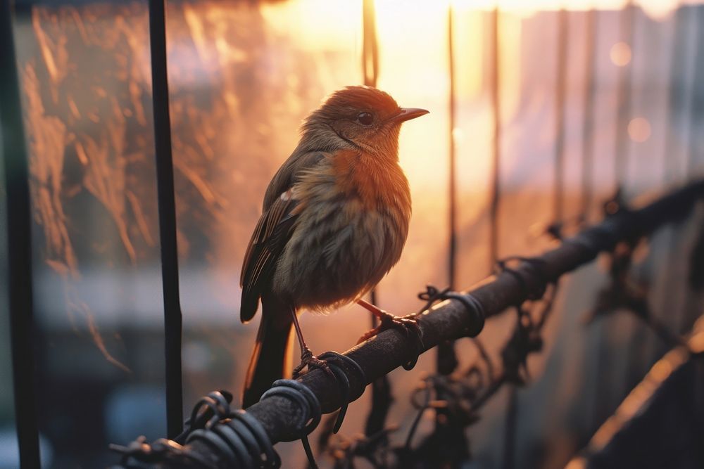 Robin bird animal sunset beak.